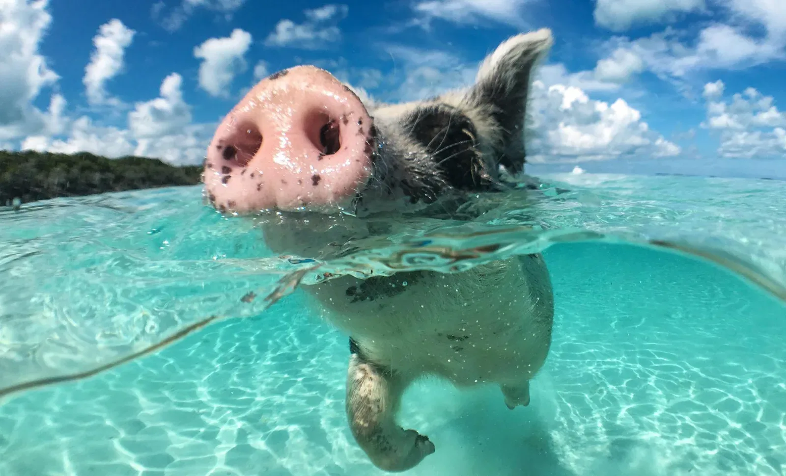 Swimming Pigs Tour
