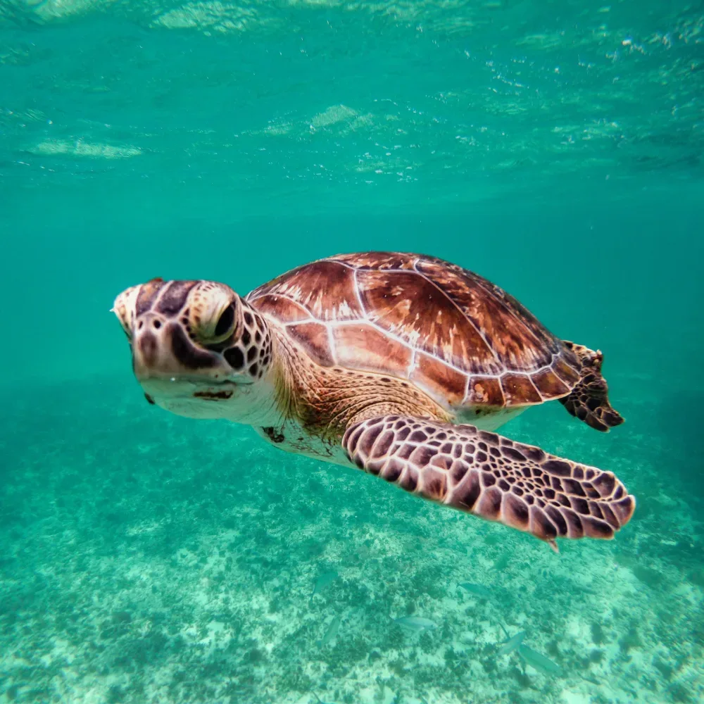 MIAMI REEF TOURS